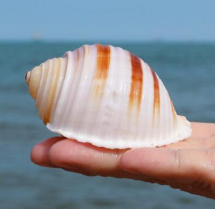Slimák klavír Prírodná lastúra Stočený mäkkýš Krab pustovník Mäsitý kvetináč Akvárium Terénna dekorácia Remeslá Námorné