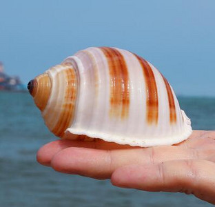 Slimák klavír Prírodná lastúra Stočený mäkkýš Krab pustovník Mäsitý kvetináč Akvárium Terénna dekorácia Remeslá Námorné