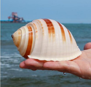 Slimák klavír Prírodná lastúra Stočený mäkkýš Krab pustovník Mäsitý kvetináč Akvárium Terénna dekorácia Remeslá Námorné