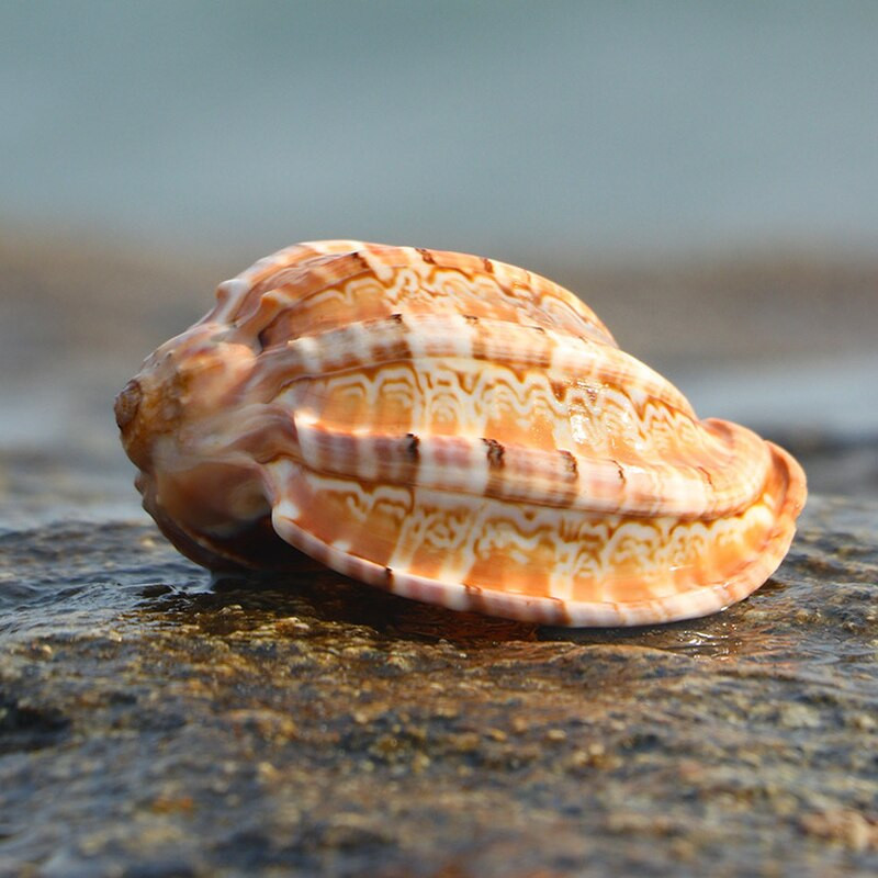 Slimák klavír Prírodná lastúra Stočený mäkkýš Krab pustovník Mäsitý kvetináč Akvárium Terénna dekorácia Remeslá Námorné