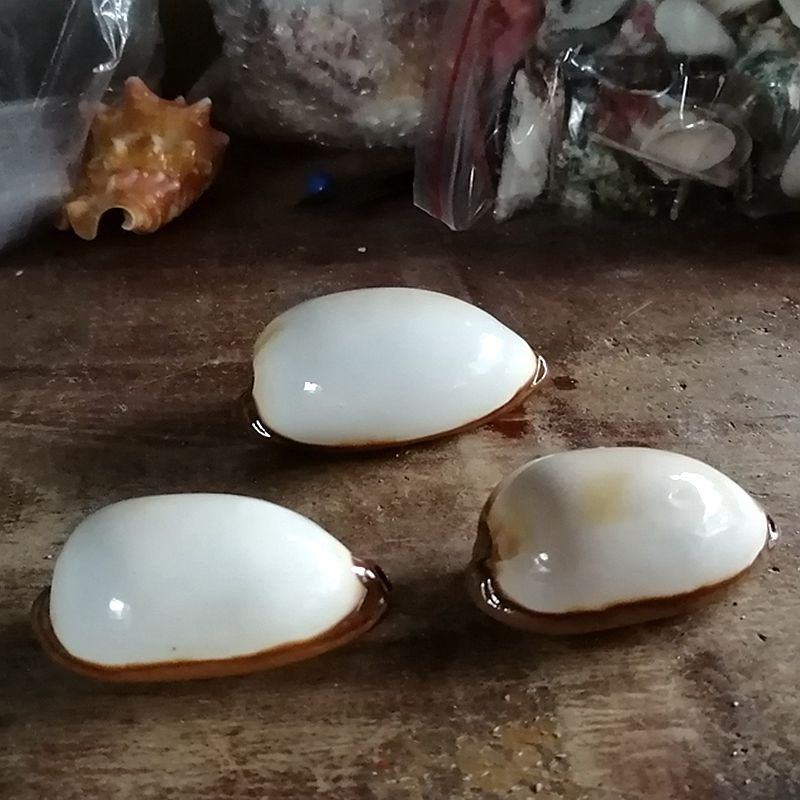 7-9cm 1 ks pekelný vzor zbierky jemných lastúrnikov slimákov bielych porcelánových