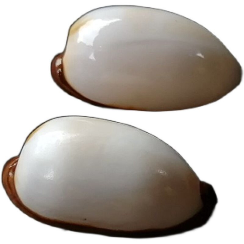 7-9cm 1 ks pekelný vzor zbierky jemných lastúrnikov slimákov bielych porcelánových