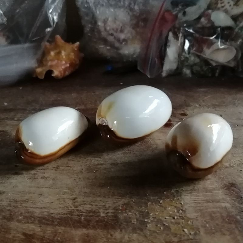7-9cm 1 ks pekelný vzor zbierky jemných lastúrnikov slimákov bielych porcelánových