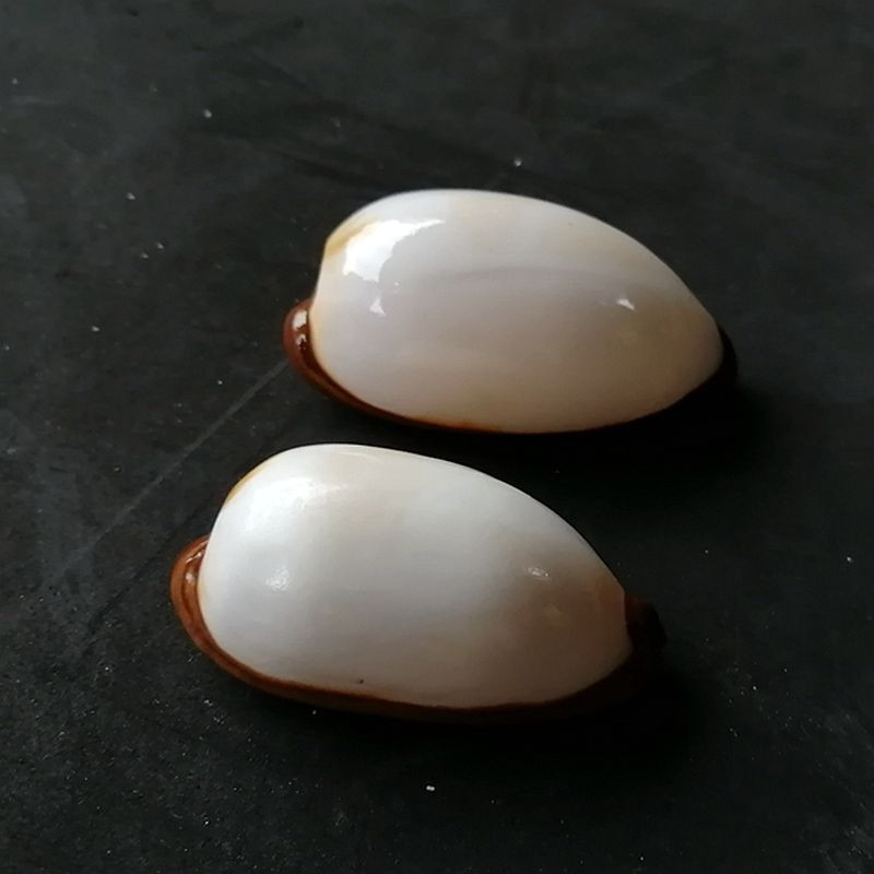 7-9cm 1 ks pekelný vzor zbierky jemných lastúrnikov slimákov bielych porcelánových