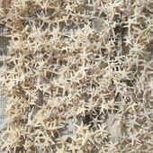 100 ks 1,8-3 cm biele miniatúrne dekorácie s hviezdicami, prírodné remeslá, morské hviezdy, DIY, plážová chata, svadobná dekorácia, horúca novinka
