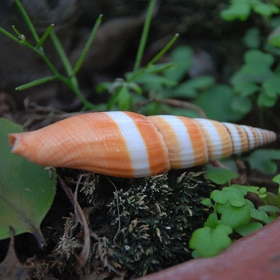 Huang Yan Pen Conch Κόκκινη πιπεριά Κοχύλι Κοχύλι Διακόσμηση για τον βυθό της θάλασσας Shooting Props Συλλογή Διακόσμηση από γυάλινο μπουκάλι Βόγχη