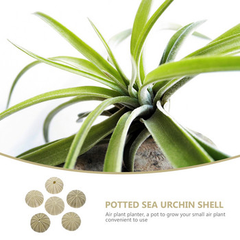 Urchin Shell Sea Airholder Planter Κρεμαστό χυμώδες γλάστρα Mini Nautical Decor Κοχύλια βάζου Στολίδι Φυσικές γλάστρες Diy θαλασσινά κοχύλια