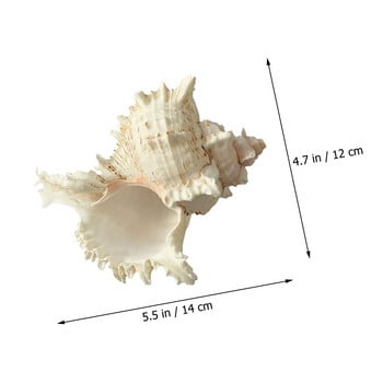Κοχύλια Κοχύλια Διακόσμηση παραλίας Στολίδι Ενυδρείο Τοπίο Φυσικό κοχύλι ωκεανού Κοχύλια Διακόσμηση Τέχνη Δεξαμενή Βόγχοι Ψάρια Ανάπτυξη Σπίτι