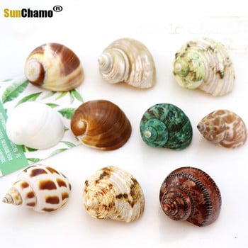 12 τμχ/παρτίδα Spiral Shell Fish Tank Shellfish Hermit Crabs Natural Conch Crafts Μικροτοπία Δείγματα Nautical Home Decor Beach