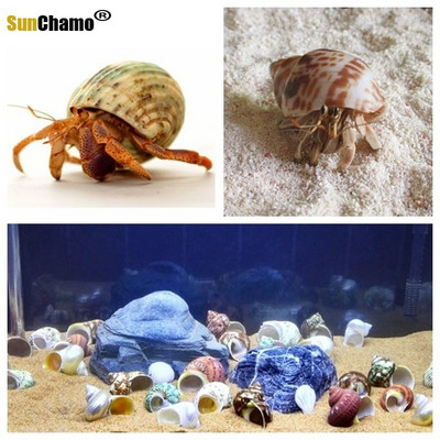 12 τμχ/παρτίδα Spiral Shell Fish Tank Shellfish Hermit Crabs Natural Conch Crafts Μικροτοπία Δείγματα Nautical Home Decor Beach