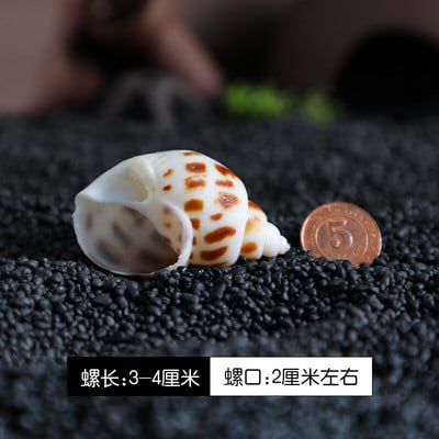 12db/tétel Spirálkagyló akvárium Kagyló Remete Rák Természetes Kagyló Kézművesség Mikrotáj Példányok Hajózási Otthon Dekoráció Strand