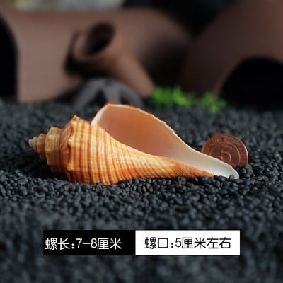 12db/tétel Spirálkagyló akvárium Kagyló Remete Rák Természetes Kagyló Kézművesség Mikrotáj Példányok Hajózási Otthon Dekoráció Strand