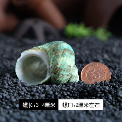 12db/tétel Spirálkagyló akvárium Kagyló Remete Rák Természetes Kagyló Kézművesség Mikrotáj Példányok Hajózási Otthon Dekoráció Strand