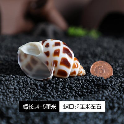 12db/tétel Spirálkagyló akvárium Kagyló Remete Rák Természetes Kagyló Kézművesség Mikrotáj Példányok Hajózási Otthon Dekoráció Strand