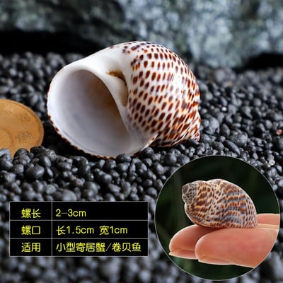 12db/tétel Spirálkagyló akvárium Kagyló Remete Rák Természetes Kagyló Kézművesség Mikrotáj Példányok Hajózási Otthon Dekoráció Strand