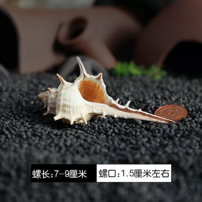 12db/tétel Spirálkagyló akvárium Kagyló Remete Rák Természetes Kagyló Kézművesség Mikrotáj Példányok Hajózási Otthon Dekoráció Strand
