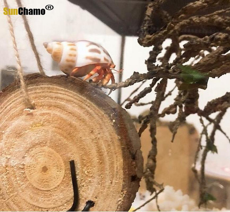 12db/tétel Spirálkagyló akvárium Kagyló Remete Rák Természetes Kagyló Kézművesség Mikrotáj Példányok Hajózási Otthon Dekoráció Strand