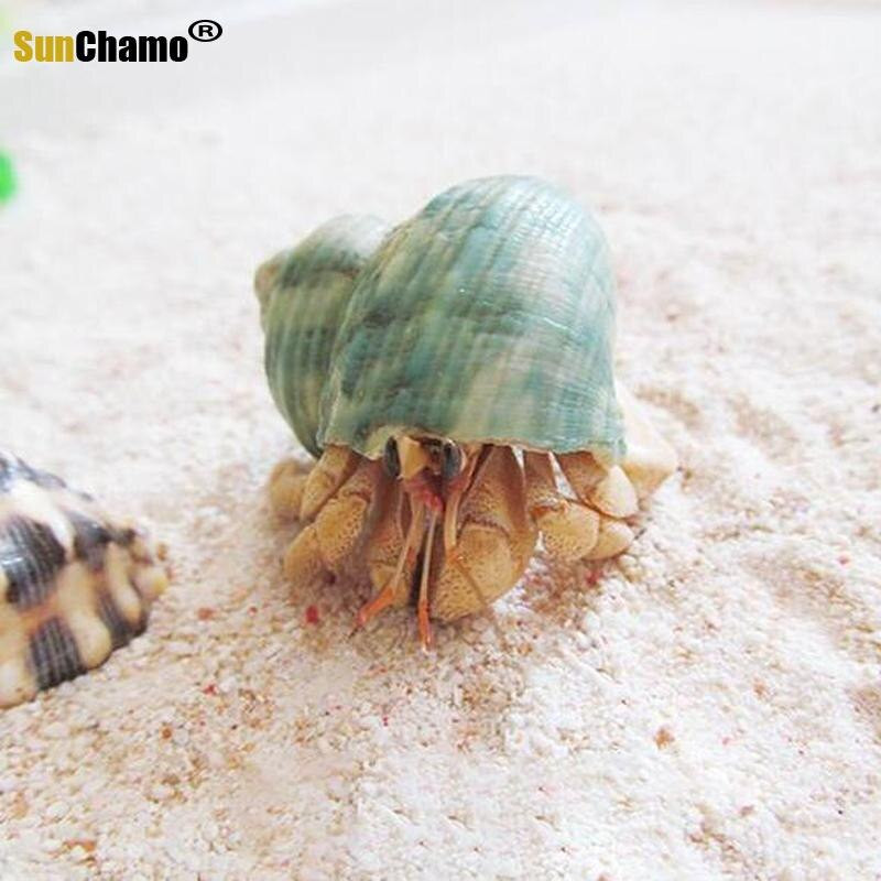 12db/tétel Spirálkagyló akvárium Kagyló Remete Rák Természetes Kagyló Kézművesség Mikrotáj Példányok Hajózási Otthon Dekoráció Strand