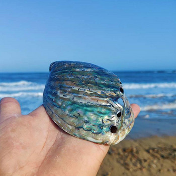 1PCS New Zealand Abalone Shell Natural Craft Conch Διακόσμηση σπιτιού για εξωραϊσμό ενυδρείων Διακόσμηση τοπίου γάμου