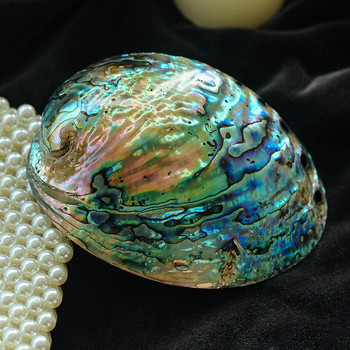 1PCS New Zealand Abalone Shell Natural Craft Conch Διακόσμηση σπιτιού για εξωραϊσμό ενυδρείων Διακόσμηση τοπίου γάμου