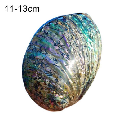 1 buc. coajă de abalone din Noua Zeelandă, artizanat natural, conc decor pentru casă pentru amenajarea unui acvariu, decorarea peisajului de nuntă