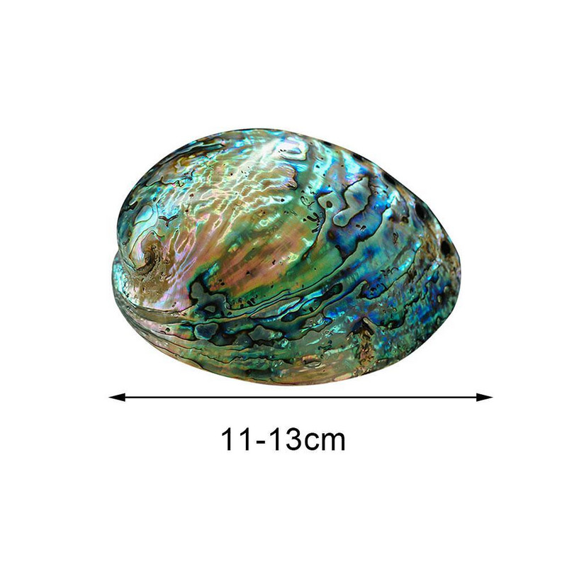 1 buc. coajă de abalone din Noua Zeelandă, artizanat natural, conc decor pentru casă pentru amenajarea unui acvariu, decorarea peisajului de nuntă