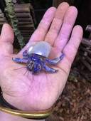 Atsiskyrėlis krabų pakaitinis kiauto lukštas Natūralus kriauklė kiautas Starfish kolekcija