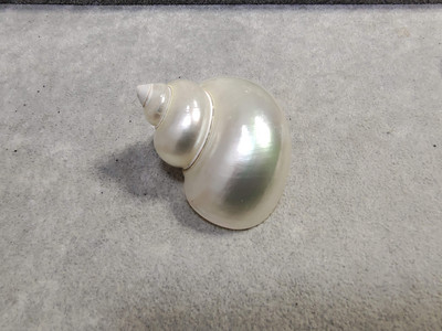 Atsiskyrėlis krabų pakaitinis kiauto lukštas Natūralus kriauklė kiautas Starfish kolekcija