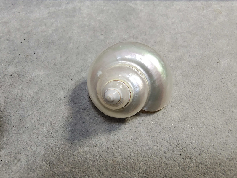 Atsiskyrėlis krabų pakaitinis kiauto lukštas Natūralus kriauklė kiautas Starfish kolekcija