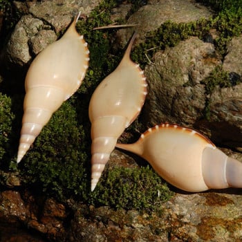 9-10 εκ. Martin Proboscis Conch Shell Fish Tank Landscaping Collection Rare Look Good Photography Props Φόντο