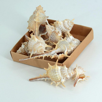Συλλογή δώρων γενεθλίων με φυσική σούπερ μεγάλη κόγχη SeaShell White Sea Chrysanthemum Fish Tank Landscape Marine Sacimen Conch Συλλογή δώρων γενεθλίων