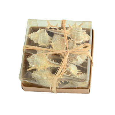 Cochiliu de mare natural super mare Crizantemă de mare albă Rezervor de pești Peisaj Specimen marin Cochilie de cadouri de naștere