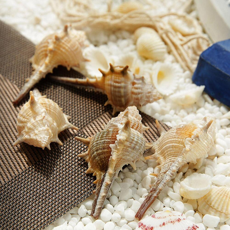 Cochiliu de mare natural super mare Crizantemă de mare albă Rezervor de pești Peisaj Specimen marin Cochilie de cadouri de naștere