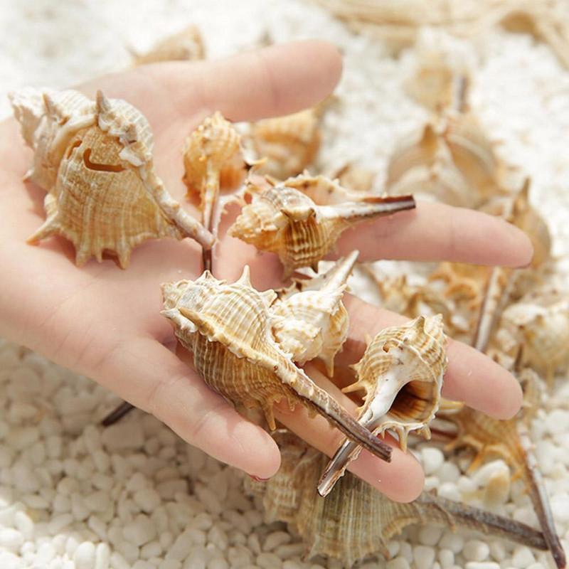 Cochiliu de mare natural super mare Crizantemă de mare albă Rezervor de pești Peisaj Specimen marin Cochilie de cadouri de naștere