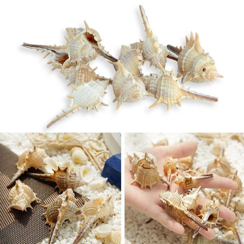 Cochiliu de mare natural super mare Crizantemă de mare albă Rezervor de pești Peisaj Specimen marin Cochilie de cadouri de naștere