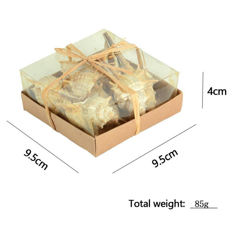 Cochiliu de mare natural super mare Crizantemă de mare albă Rezervor de pești Peisaj Specimen marin Cochilie de cadouri de naștere