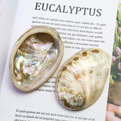 2 db Természetes Abalone Shells Tengeri kagylók Otthon Akvárium Táj barkácsolás Tengeri esküvői jelenet Dekoráció Kézműves gyűjthető ékszertartó