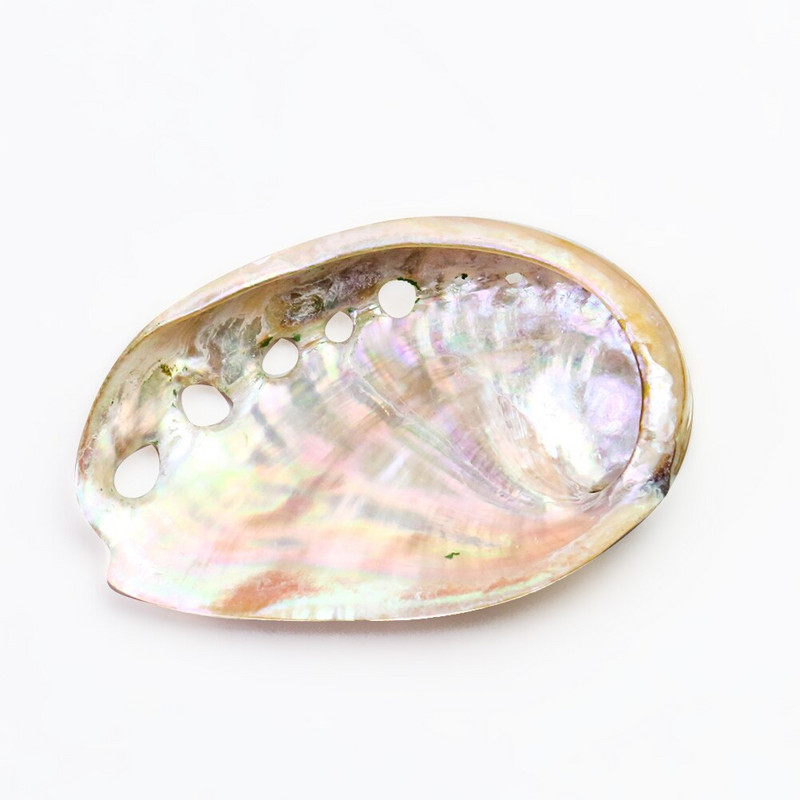 2 db Természetes Abalone Shells Tengeri kagylók Otthon Akvárium Táj barkácsolás Tengeri esküvői jelenet Dekoráció Kézműves gyűjthető ékszertartó