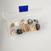 Nou fierbinte 10 buc/cutie Nume natural Cochilii de caracolai mari Șurub de porumb Decorare perete DIY Acvariu Peisaj Scoici de mare Mestesuguri petrecere