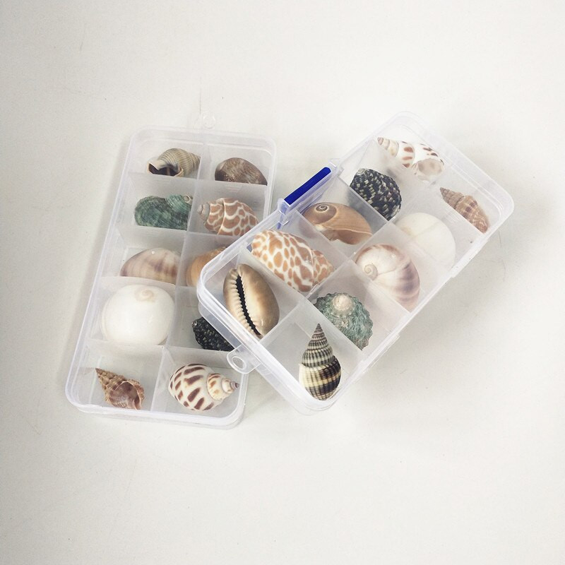 Nou fierbinte 10 buc/cutie Nume natural Cochilii de caracolai mari Șurub de porumb Decorare perete DIY Acvariu Peisaj Scoici de mare Mestesuguri petrecere