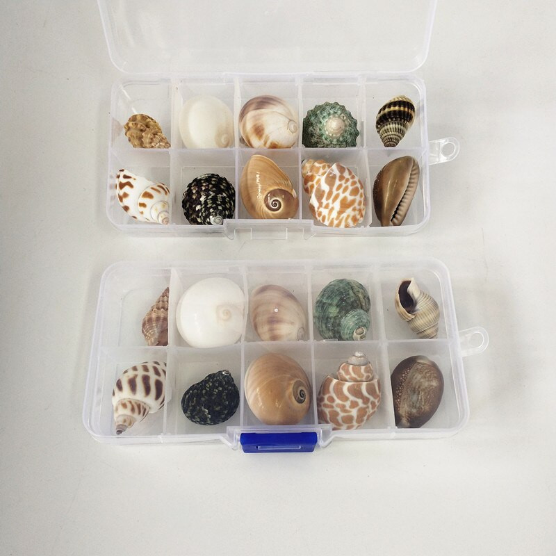 Nou fierbinte 10 buc/cutie Nume natural Cochilii de caracolai mari Șurub de porumb Decorare perete DIY Acvariu Peisaj Scoici de mare Mestesuguri petrecere