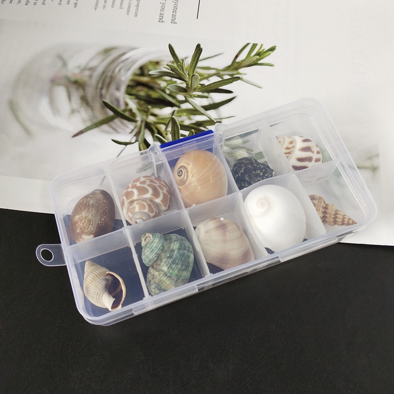 Nou fierbinte 10 buc/cutie Nume natural Cochilii de caracolai mari Șurub de porumb Decorare perete DIY Acvariu Peisaj Scoici de mare Mestesuguri petrecere