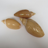 Conch Shell Valley Migu Conch Decorare pentru casă Acvariu Amenajare peisagistică Jucărie pentru copii Recuzită fotografică