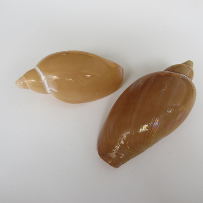 Conch Shell Valley Migu Conch Decorare pentru casă Acvariu Amenajare peisagistică Jucărie pentru copii Recuzită fotografică