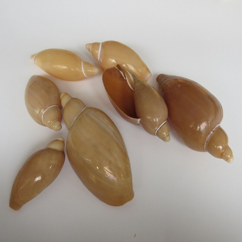 Conch Shell Valley Migu Conch Decorare pentru casă Acvariu Amenajare peisagistică Jucărie pentru copii Recuzită fotografică