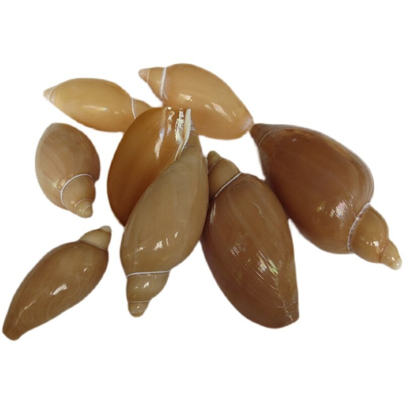 Conch Shell Valley Migu Conch Decorare pentru casă Acvariu Amenajare peisagistică Jucărie pentru copii Recuzită fotografică