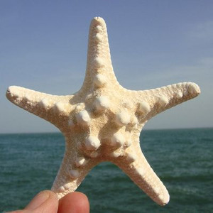 5 DB/LOT Természetes tengeri csillag Big Overlord Starfish fényképezési kellékek Kis ajándékok Lakberendezési Platform fali dekorációk