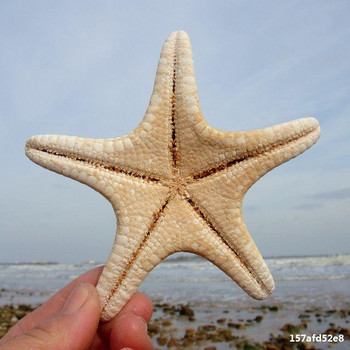 5 ΤΕΜ/ΠΑΡΤΙΔΑ Φυσικός αστερίας Big Overlord Starfish Photography Props Μικρά δώρα Επίπλωση σπιτιού Διακοσμήσεις τοίχου πλατφόρμας