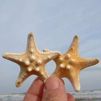 5 ΤΕΜ/ΠΑΡΤΙΔΑ Φυσικός αστερίας Big Overlord Starfish Photography Props Μικρά δώρα Επίπλωση σπιτιού Διακοσμήσεις τοίχου πλατφόρμας