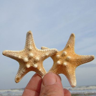 5 DB/LOT Természetes tengeri csillag Big Overlord Starfish fényképezési kellékek Kis ajándékok Lakberendezési Platform fali dekorációk